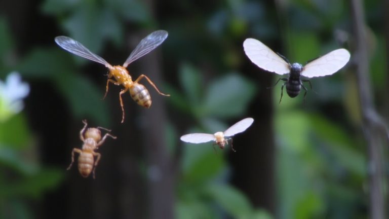 wing structure comparison